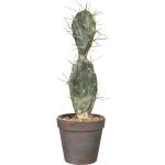 Gasper Kaktus Opuntie im Kunststofftopf 35 cm Topfpflanze