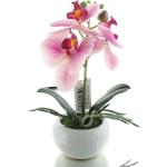 Bunte Gasper Phalaenopsis 