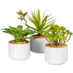 Gasper Sukkulenten in weißer Keramikschale 16-20 cm Topfpflanze 3er Set