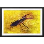 Gerahmtes Bild Stag Beetle