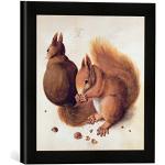 Gerahmtes Bild von Albrecht Dürer Eichhörnchen, 15