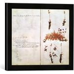 Gerahmtes Bild von Jean Jacques Rousseau Page 15 from a Herbarium, Kunstdruck im hochwertigen handgefertigten Bilder-Rahmen, 40x30 cm, Schwarz matt