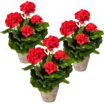 Rote Runde Kunstpflanzen & Textilpflanzen 3-teilig 