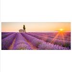 Lavendelfarbene XXL Glasbilder mit Lavendel-Motiv 50x125 
