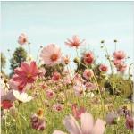 Bunte Pure Living Blumenglasbilder aus Glas 20x20 