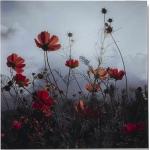 Glasbild Größe 50 x 50 cm - Mohnblumen im Sonnenschein schwarz weiß rot