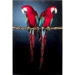 KARE DESIGN Glasbilder mit Papageienmotiv aus Polypropylen 80x120 
