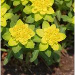 Goldene Wolfsmilch & Euphorbia 