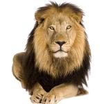 Wandtattoos Löwe mit Löwen-Motiv 