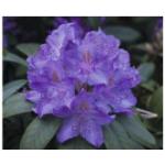 Blaue FloraSelf Rhododendron Hybriden 