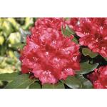 Rote Rhododendron Hybriden frostfest 