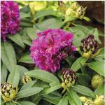 Cremefarbene Rhododendron Hybriden frostfest 