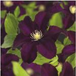 Rote Clematis frostfest 