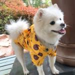 Orange  Regenmäntel & Regencapes für Hunde 