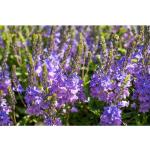 Blaue Bienenweiden & Bienenfreundliche Pflanzen 