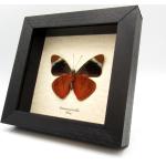 Silberne Kunstdrucke mit Insekten-Motiv aus Birkenholz mit Rahmen 