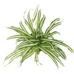 Grünlilie FloraSelf Chlorophytum comosum 'Atlantic' H 30-40 cm Ø 12 cm Topf