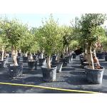 Reduzierte Olivgrüne Bäume frostfest 