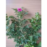 Hagebutte Rosa rugosa 30-40 cm hoch im 3 Liter Pfl