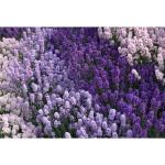 Lavendelfarbene Lavendelpflanzen 6-teilig 