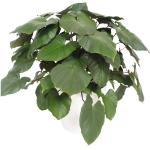 Herzblattpflanze im Übertopf Artevasi San Remo mit Rollen Kunststoff weiß Ø 42 cm Gesamthöhe inkl. Pflanze ca. 110 cm