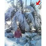 Bunte Palmen frostfest 