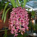 Orchideen frostfest 