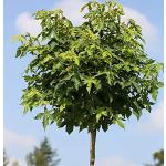Hochstamm Kugel Amberbaum Gumball 100-125cm - Liquidambar styraciflua - Gartenpflanze