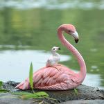Pinke Flamingo-Gartenfiguren 