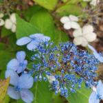 Blaue Hortensien 