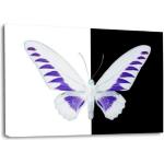 XXL Leinwandbilder mit Schmetterlingsmotiv 80x120 