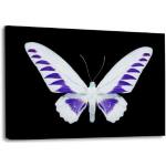 Moderne XXL Leinwandbilder mit Schmetterlingsmotiv 100x150 