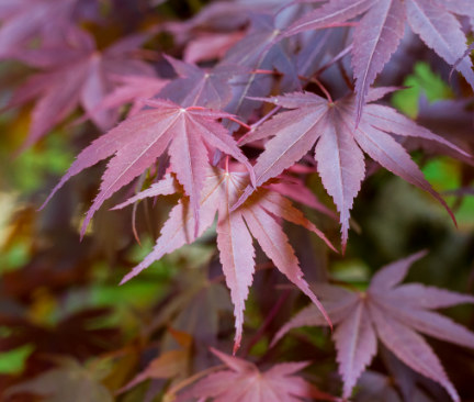 Rote Blätter eines japanischen Ahornbaumes