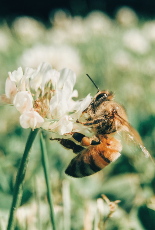 Dein Bienengarten: 6 Tipps vom Profi