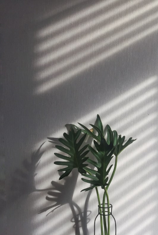 Pflanze in Vase im Schatten