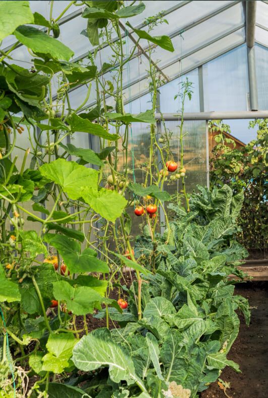 Gedeihende Tomatenpflanze im Gewächshaus