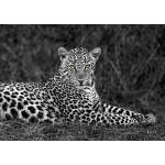 Kolonialstil International Graphics Bilder & Wandbilder mit Leopard-Motiv 50x70 