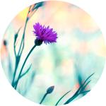 Bunte Blumenmuster Blumen-Fototapeten matt UV-beständig 