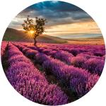 Lavendelfarbene Überstreichbare Vliestapeten mit Lavendel-Motiv matt UV-beständig 