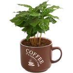 Braune Dehner Kaffeepflanzen 