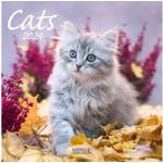 Reduzierte Wandkalender mit Katzenmotiv 