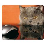 Katze UND Maus (Grumpy CAT) Lustiges Mauspad/Mousepad aus extrem reissfestem Spezialkautschuk mit stark haftender Unterseite kompatibel für alle Maustypen (Motiv 51)