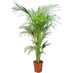 XL Kentia Palme Howea Forsteriana wunderschöne Zimmerpflanze sehr pflegeleicht 160-180cm Pot Ø 24 cm [4200]