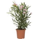 Pinke Mediterrane Oleander frostfest 