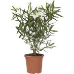 Gelbe Mediterrane Oleander frostfest 