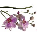 Grüne Komar Orchidee Wandtattoos Blumen 1-teilig 