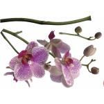 Reduzierte Komar Orchidee Wandtattoos & Wandaufkleber mit Orchideenmotiv 
