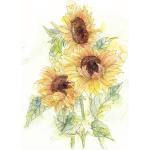 Komar Sonnenblumen-Fototapeten mit Blumenmotiv 