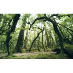 Grüne Nachhaltige Wald-Fototapeten 