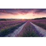 Lavendelfarbene Nachhaltige Vlies-Fototapeten mit Lavendel-Motiv 